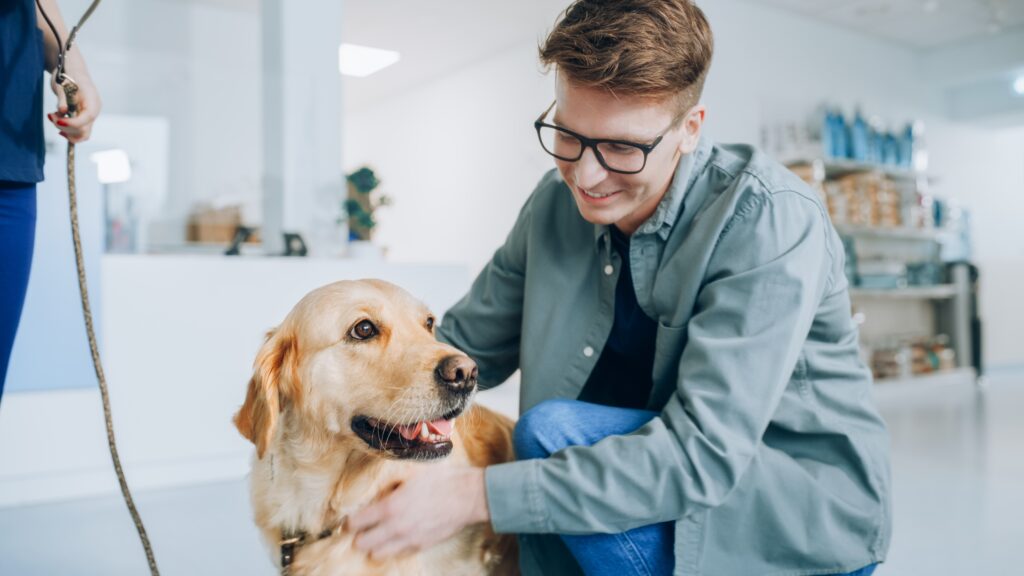 Young,Veterinarian,Brings,A,Pet,Golden,Retriever,Back,To,The